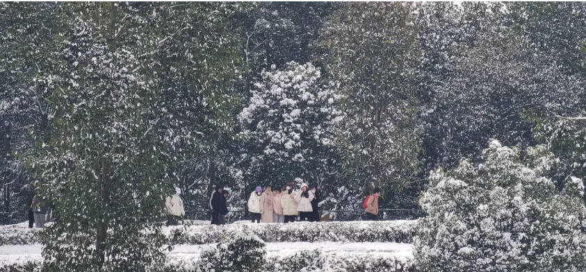 瑞雪兆茶樹，來年茶更甜