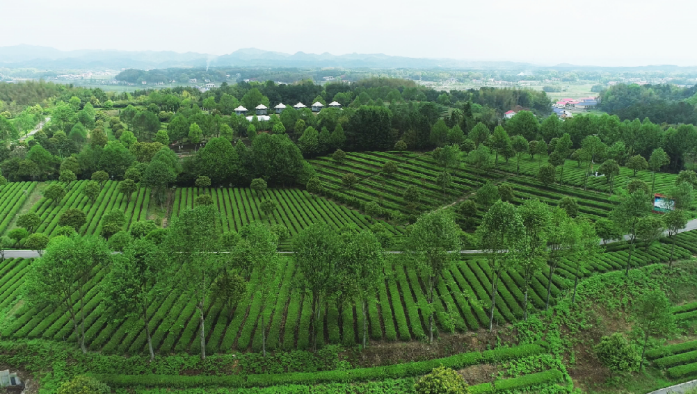 全國(guó)“三品一標(biāo)”基地，金井鎮(zhèn)茶葉基地榜上有名