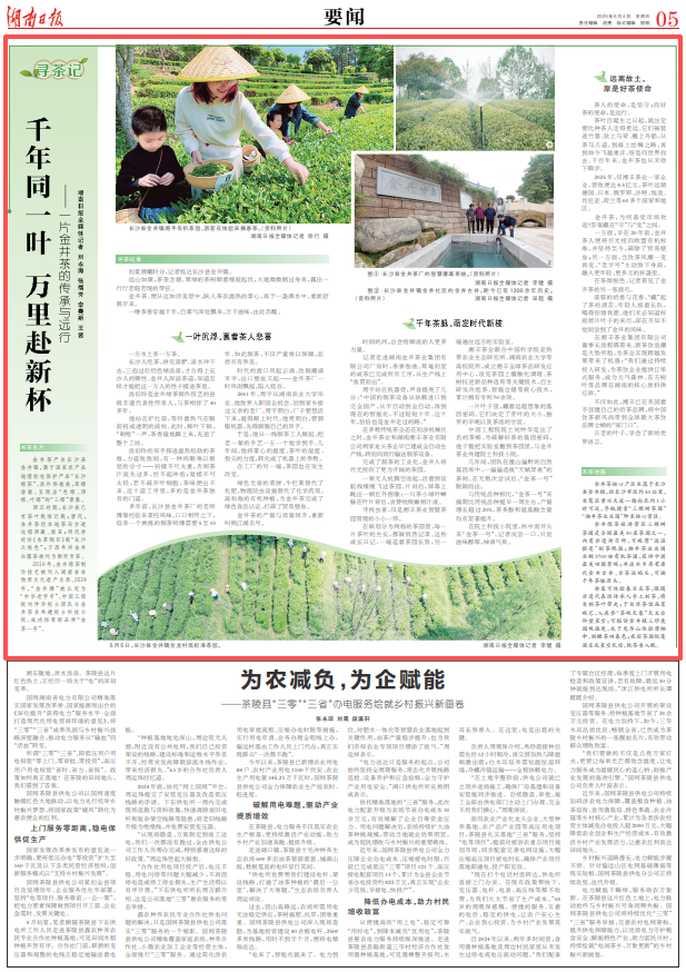 尋茶記｜千年同一葉 萬里赴新杯！一片金井茶的傳承與遠(yuǎn)行
